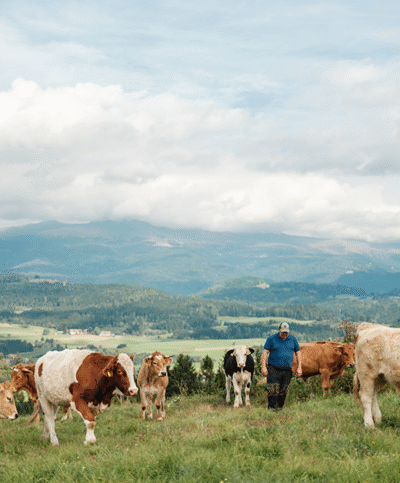 Zechners Weidegenussrinder in der Gruppe auf der Weide