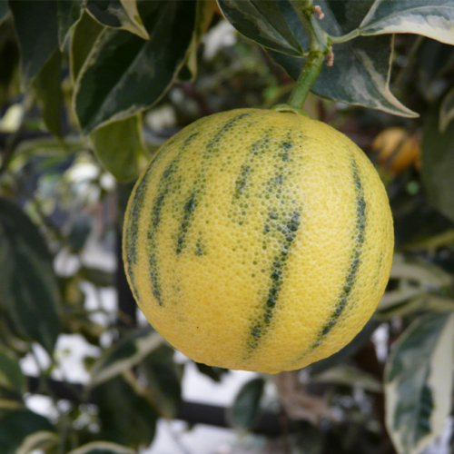 Tigerzitrone an einem Baum