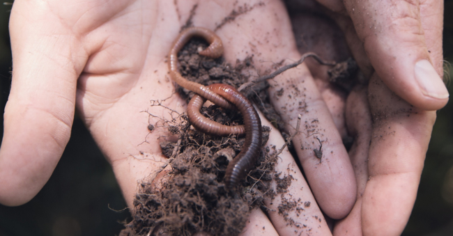 Hände halten einen Regenwurm und frische Erde