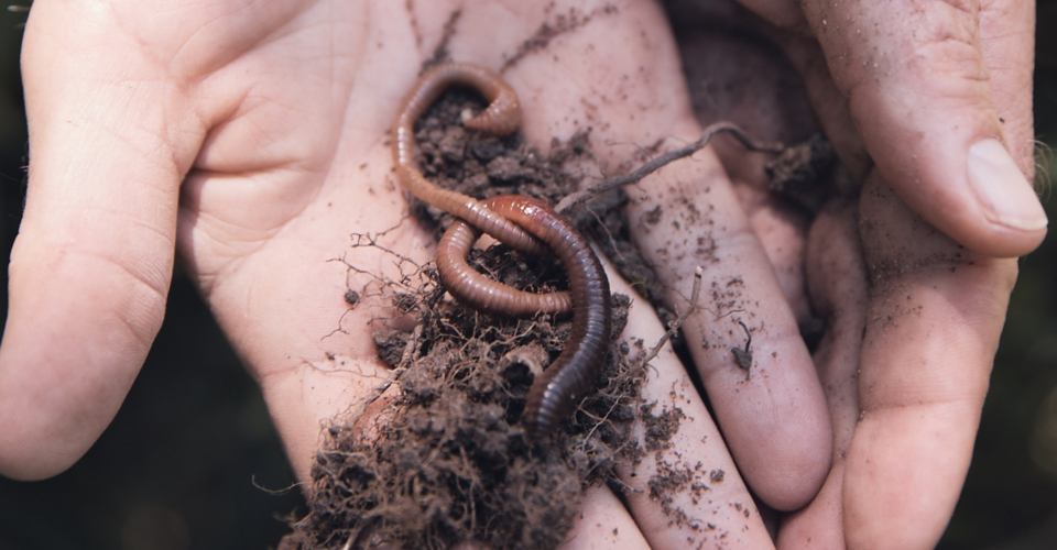 Was ist Humus? Wie dir der Regenwurm im Garten hilft