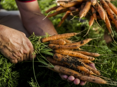 Hände halten einen Bund Karotten mit Erde nach der Ernte