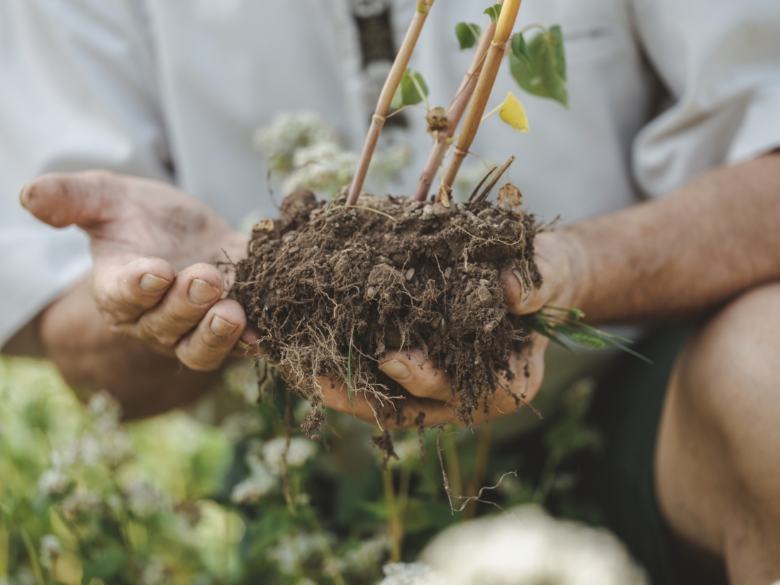 Was heißt das eigentlich – gesunder Boden?