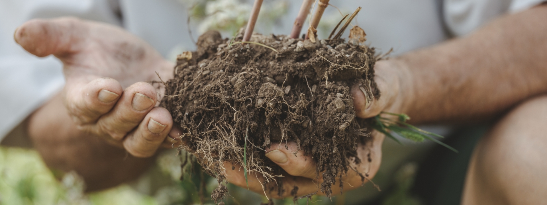 Hände halten den Wurzelstock einer Pflanze mit frischer Erde