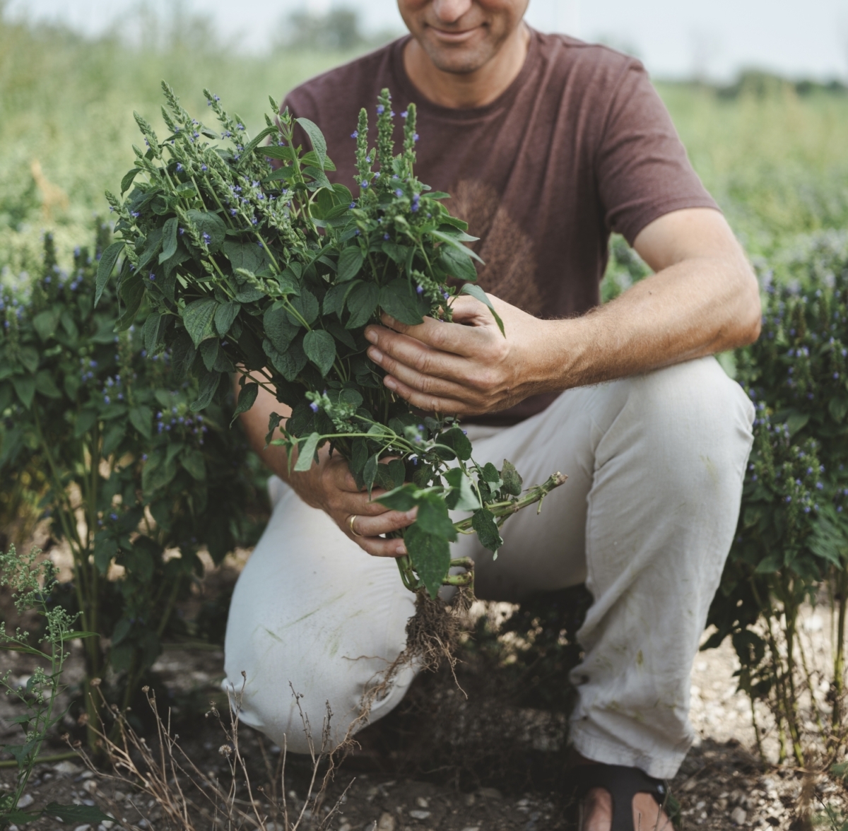 Bauer kniet im Feld und hält grüne Pflanzen