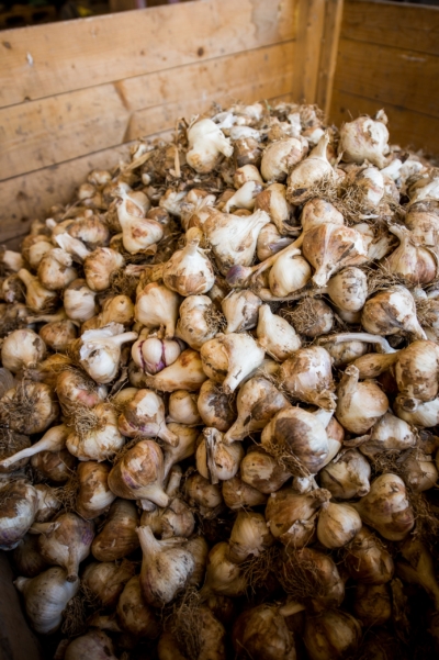 Viel loser Knoblauch nach der Ernte in einer Holzkiste gehäuft