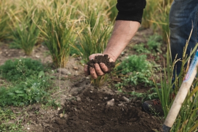 Hand voller Erde vor mit einem Feld im Hintergrund