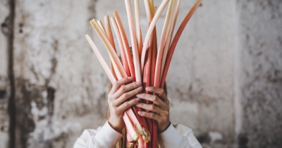 Jemand hält Bio-Rhabarber.