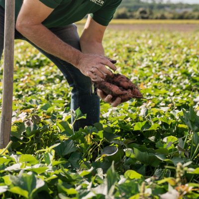 Bio-Süßkartoffel Biohof Michaeler Süßkartoffel in einer Hand am Feld