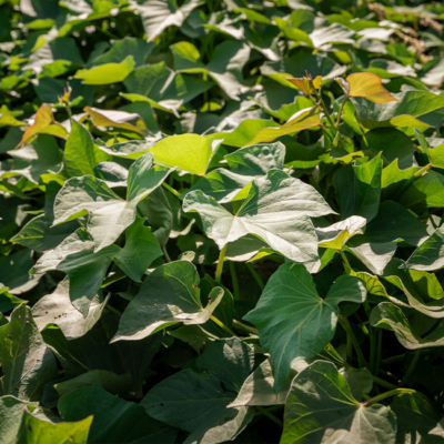 Bio-Süßkartoffel Biohof Michaeler Süßkartoffelpflanze