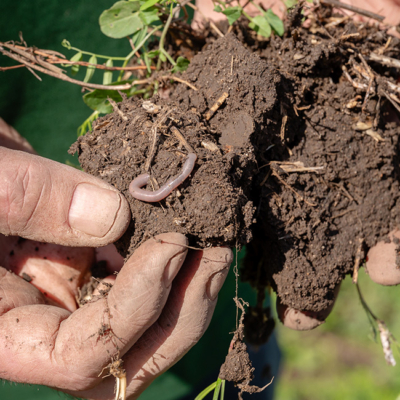 Bio-Süßkartoffel Biohof Michaeler Regenwurm im Boden