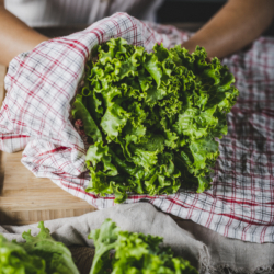 Jemand trocknet Bio-Salat ab.