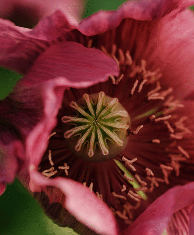 Blaumohn Nahaufnahme