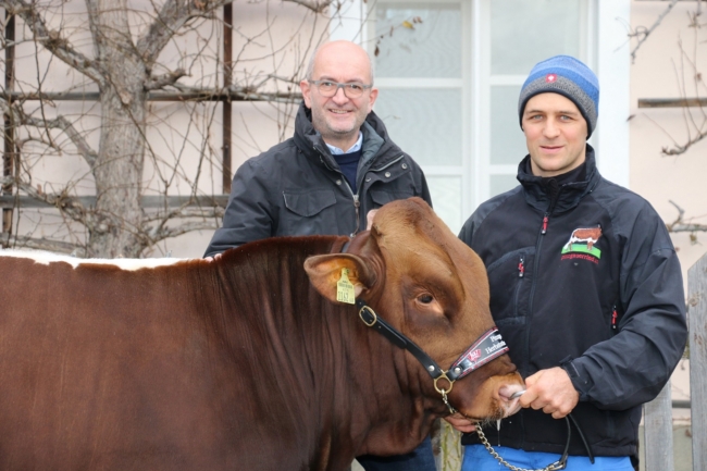 Zuchtstier steht im Vordergrund, Andreas Steidl dahinter