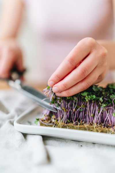 Jemand schneidet Bio-Sprossen.