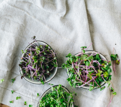 Bio-Sprossen in Schalen.