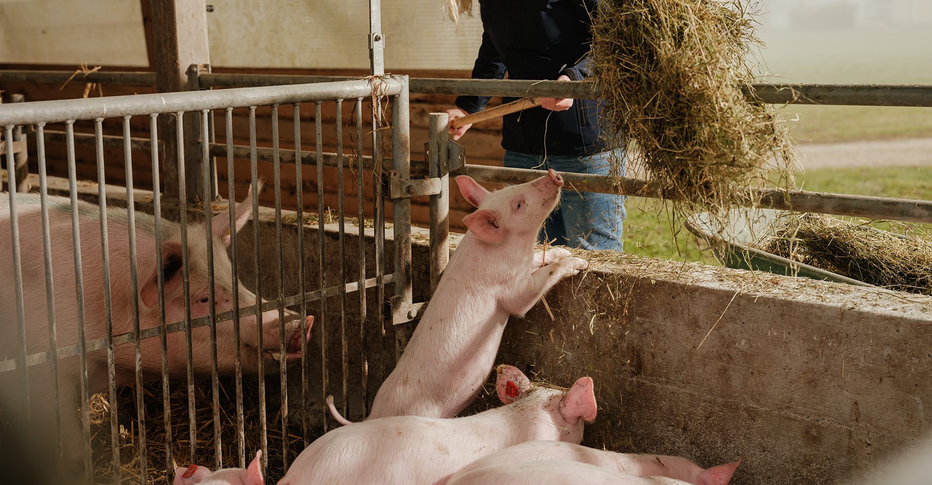 kleines Schwein im Stall frisst Stroh
