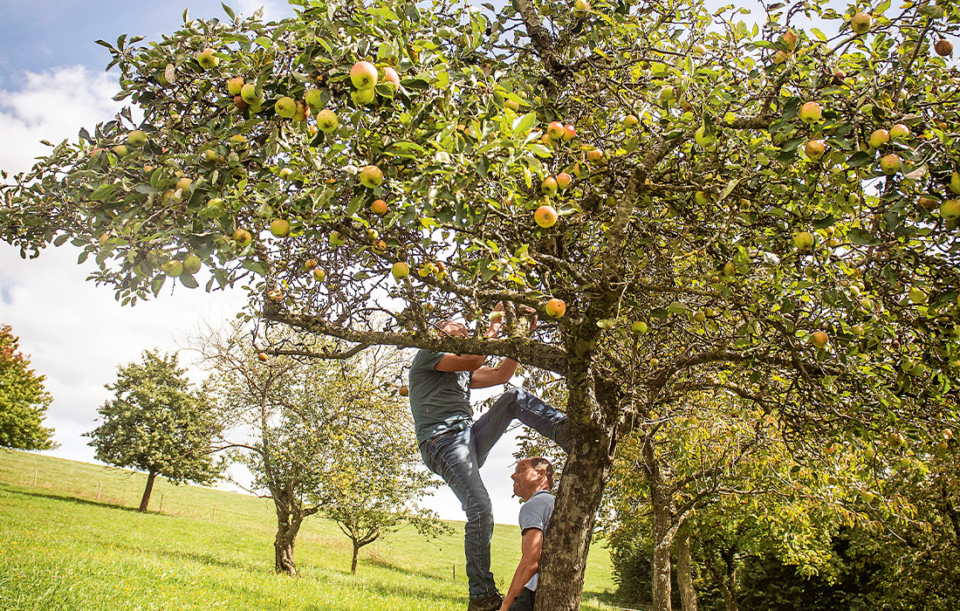 Weidehaltung nicht weit vom Stamm