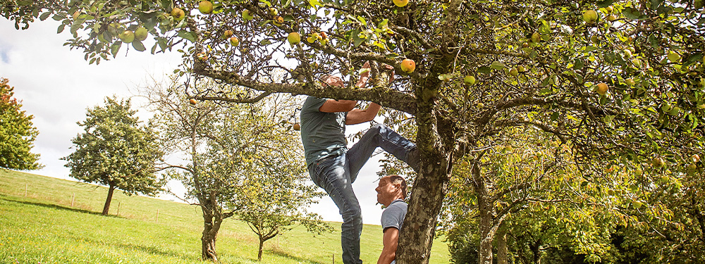 Mann klettert auf Obstbaum