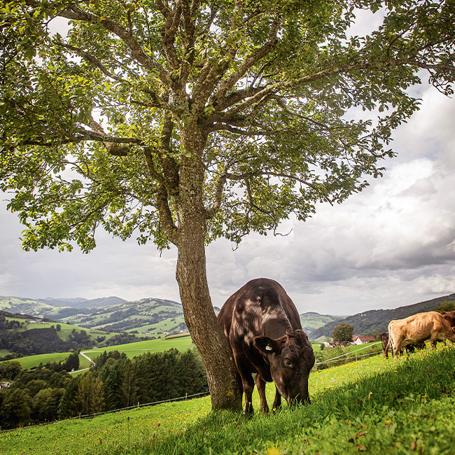Kuh auf einer Weide im Hintergrund die Landschaft