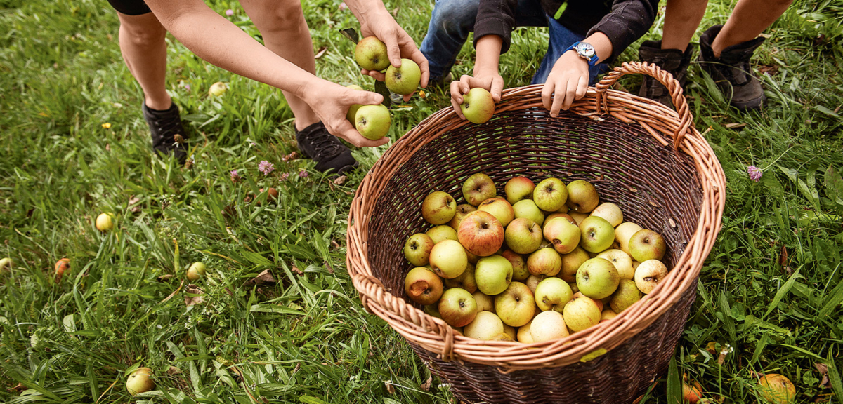 Äpfel in einem Korb