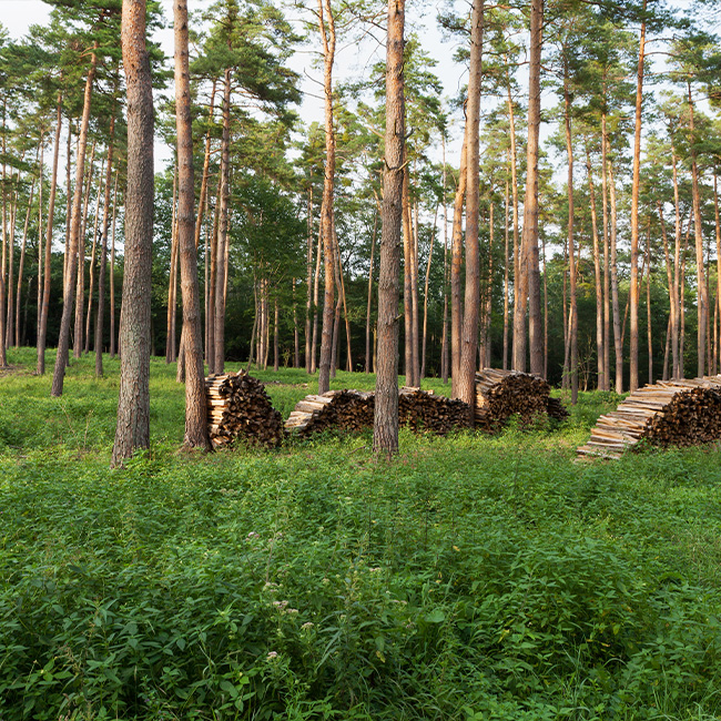 Agroforst Energieholz