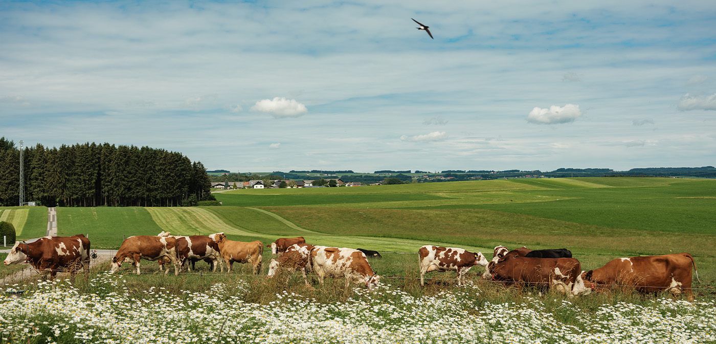 Bauernportrait von Christina Fink Rinder auf der Weide