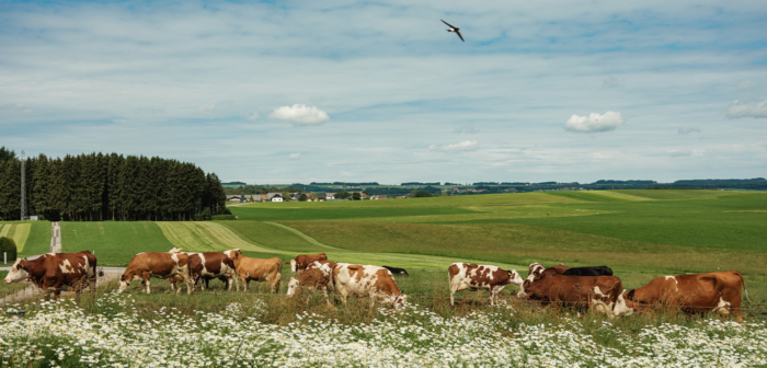 Bauernportrait von Christina Fink Rinder auf der Weide