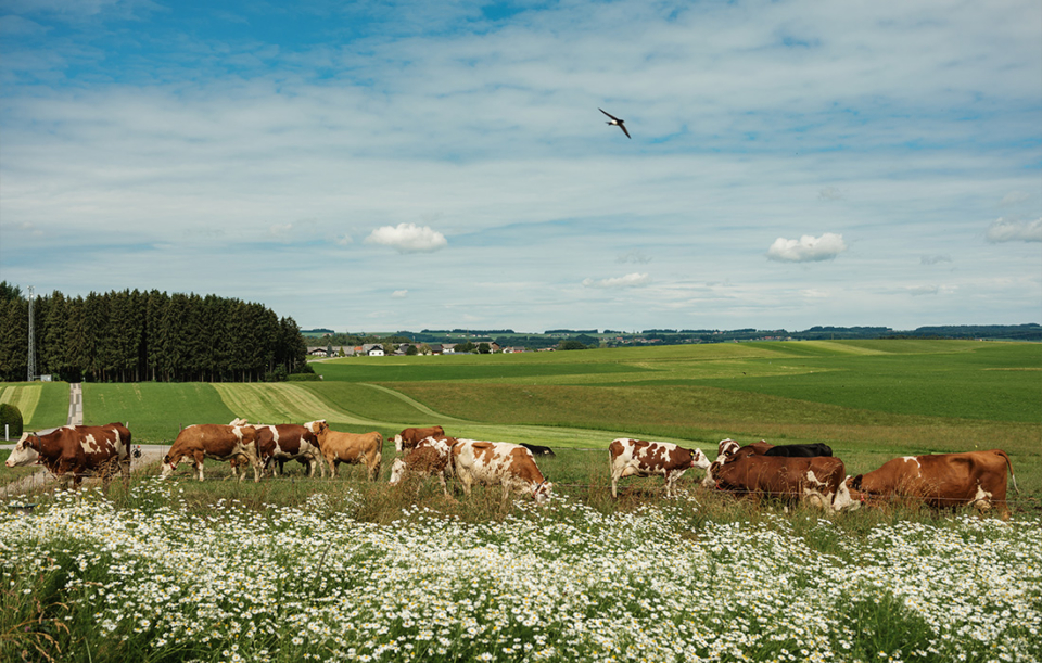 Mehr Tierwohl? Ja Natürlich!