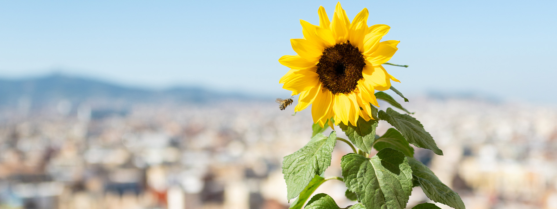 Biene vor einer Sonnenblume auf einem Balkon.