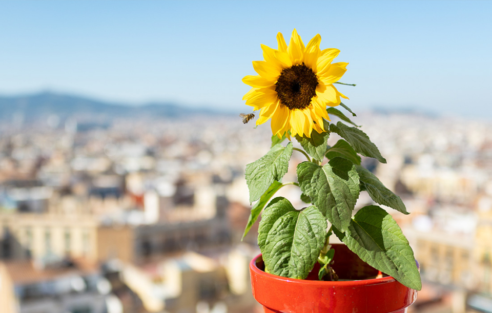 Bienenfreundliche Balkonbepflanzung – kleine Oase mit großer Wirkung