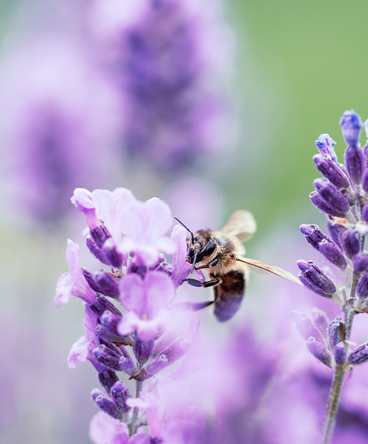 Nahaufnahme von Lavendel mit einer Biene.