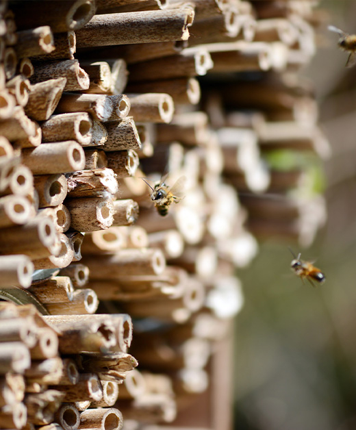 Nahaufnahme eines Insektenhotels.