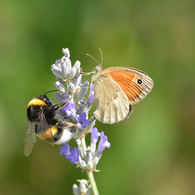 Hummel und Schmetterling auf Lavendelz.