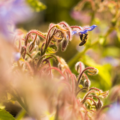Biene auf Borretsch.