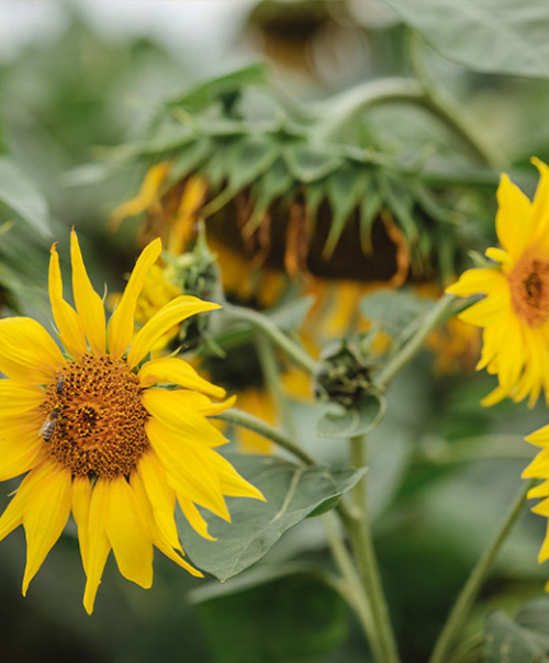 Sonnenblumen am Feld - Ja! Natürlich