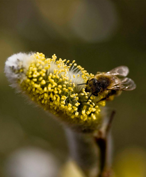 Biene beim Nektar sammeln.