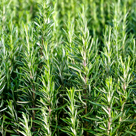 Bio-Rosmarin Pflanzen auf einem Feld