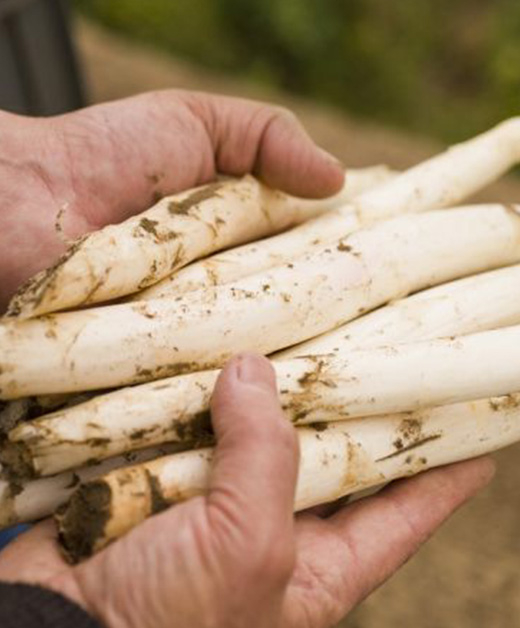 Markus Brandenstein hält frisch gestochenen weißen Bio-Spargel in Händen.