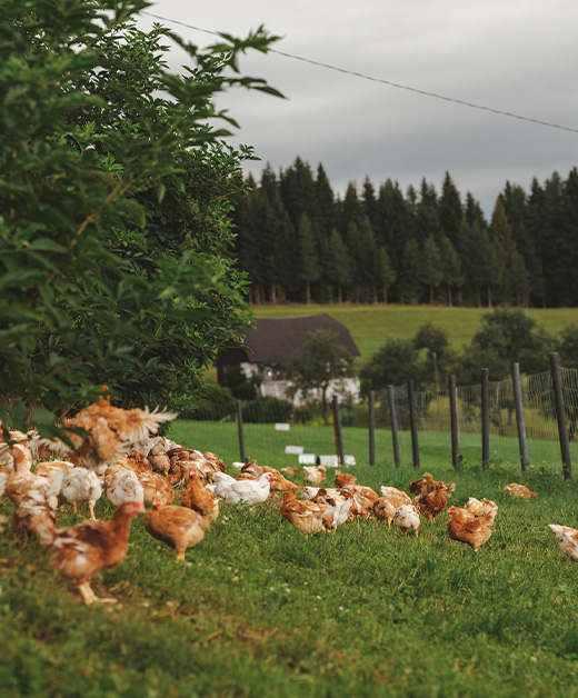 Bio-Wiesenhendl frei auf der Wiese und im Hintergrund ein Haus.
