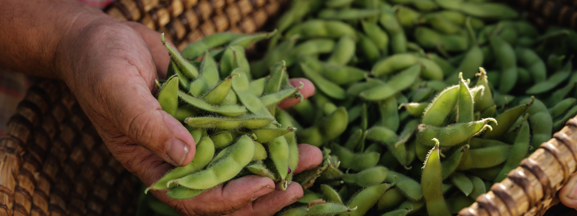 Frische Bio-Edamame in einer Hand