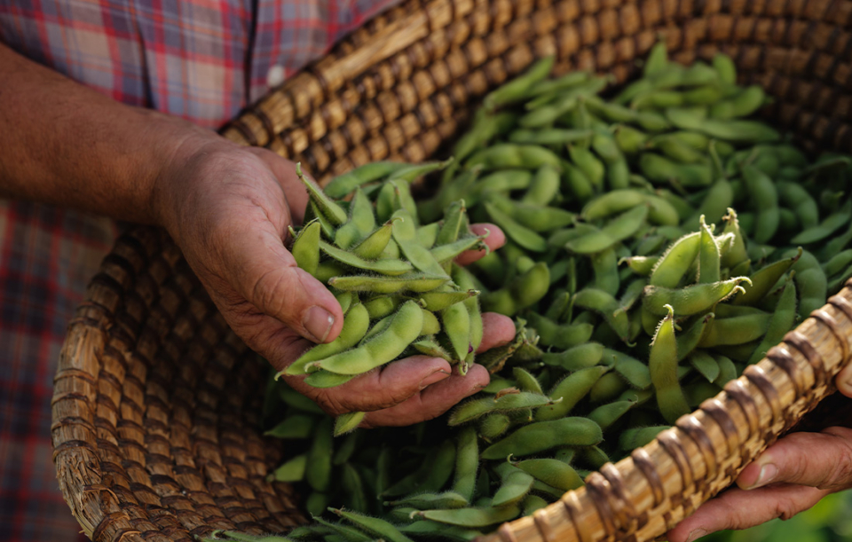 Edamame – Die grüne Powerbohne aus Asien