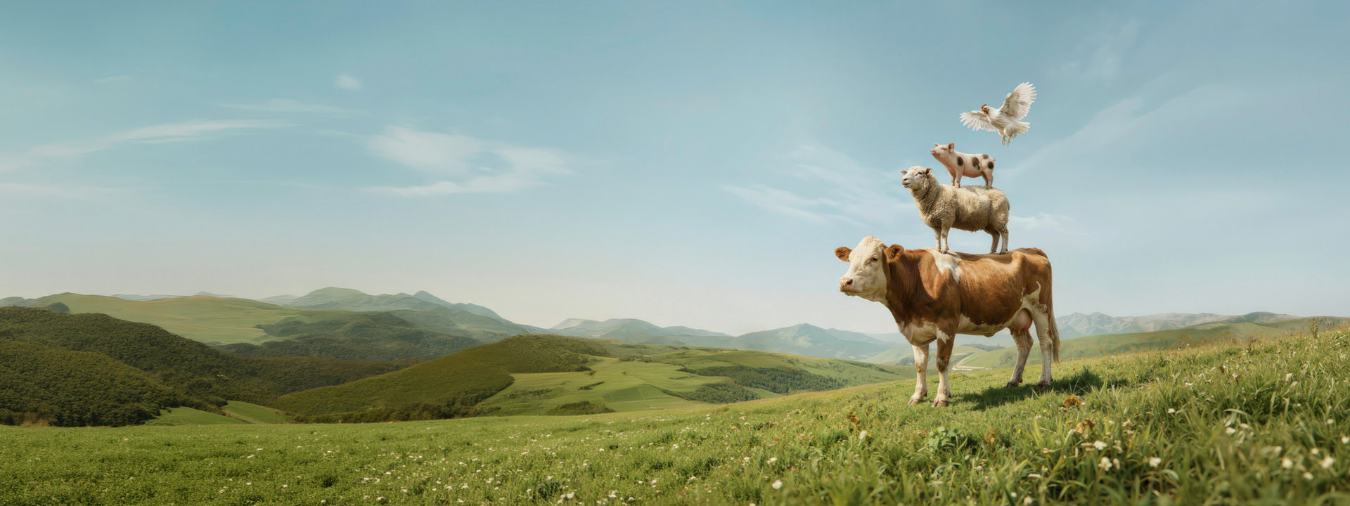 Unser höchstes Tierwohl - Kuh, Schaf, Schwein und Huhn auf der Wiese