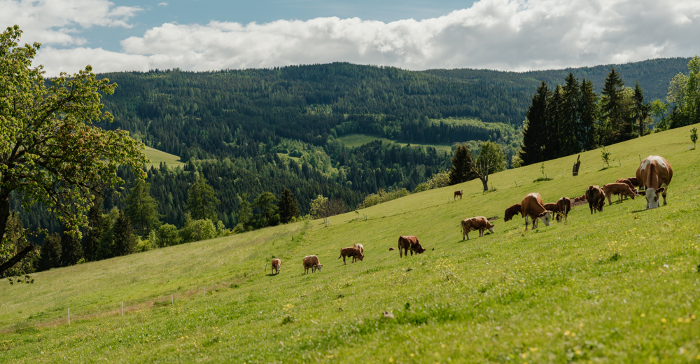Rinder auf der Weide, dahinter Panoramablick