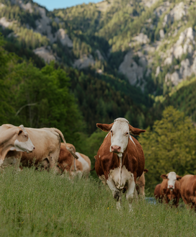 Rinder auf der Alm