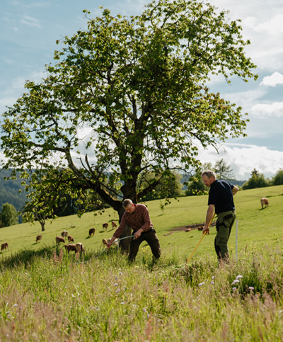Bauern auf der weide