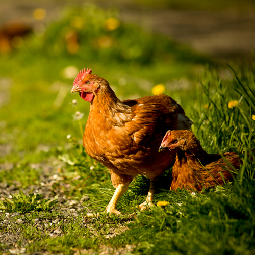 Bio Wiesenhendl von Ja! Natürlich