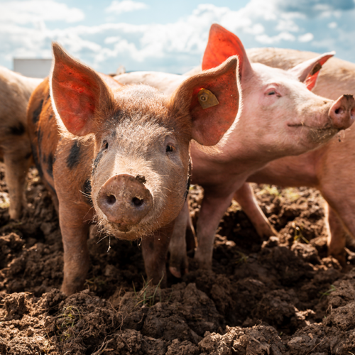 Bio Freilandschwein von Ja! Natürlich