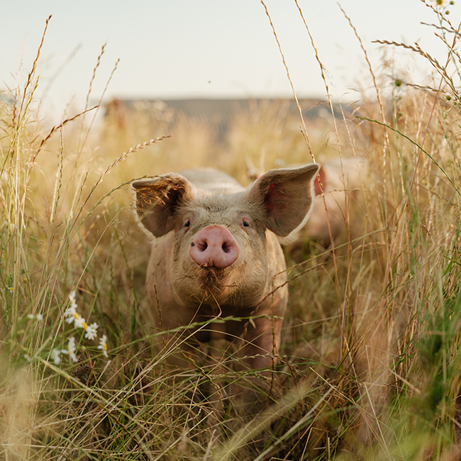 Schwein in der Wiese