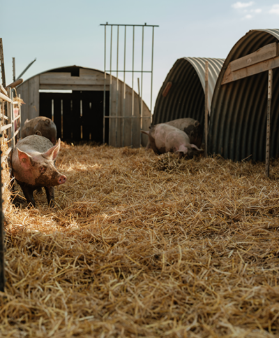 Strohplatz für die Schweine