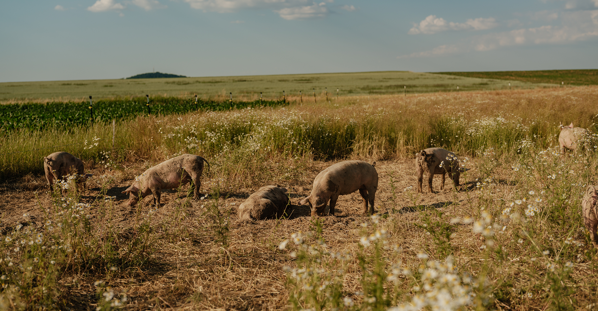 Freilandschweine am Feld